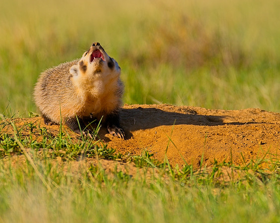 Badger-00133