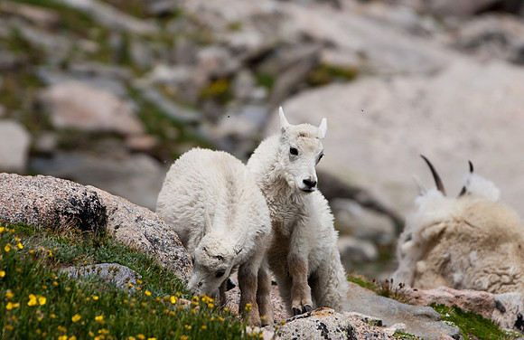 Mountain Goat Kids-4818