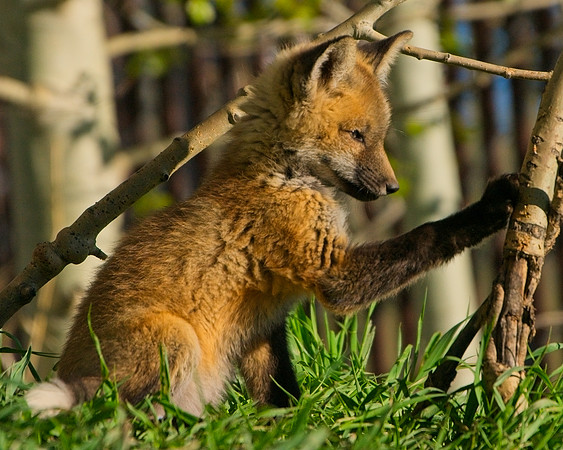 Fox Kit-7230_Export