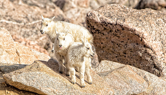 3 Kids-2220-