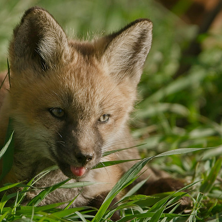 Fox Kit-7033