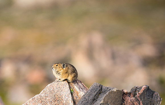 Pika-04392
