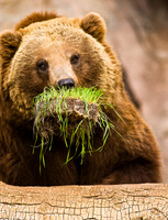 Bears