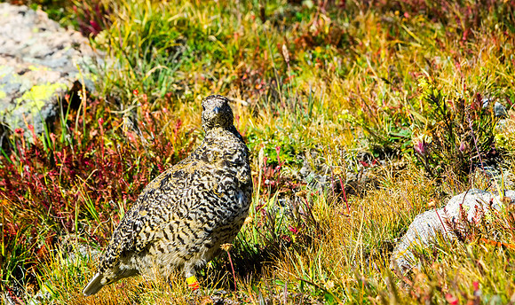 Ptarmigan-5199-1