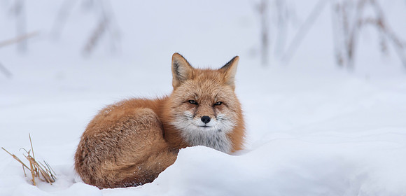 Snow Grumpy-7356