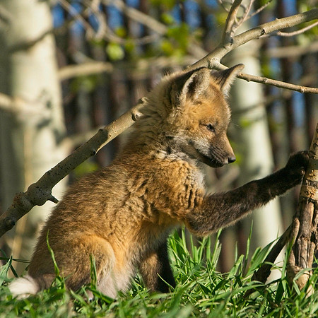 Fox Kit-7230