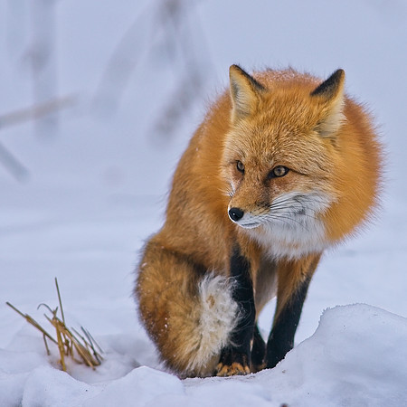 Fox-7314