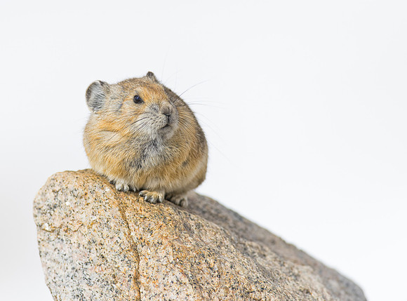 Pika-00517