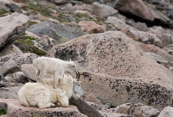 Mountain Goat-5170