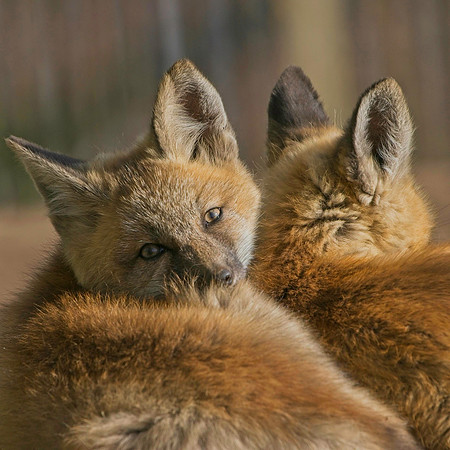 Fox Kits-8547
