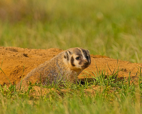 Badger-00514