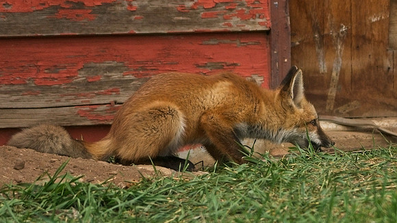 Fox Kits-0381 1