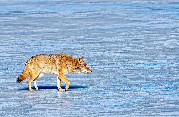 Coyote-7555-2