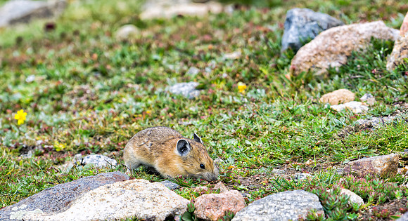 Pika-9765-1