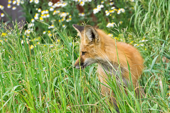 Red Fox-6836-1