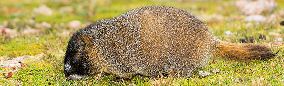 Baby Marmot-9017-9017
