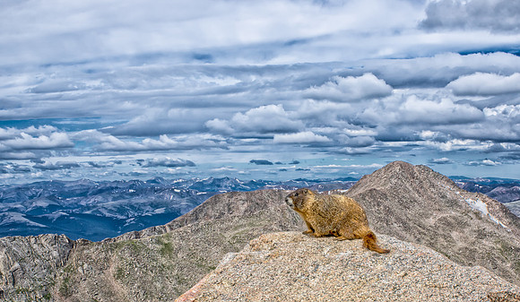 WAW-Marmot-6574-