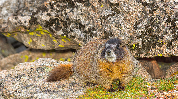Baby Marmot-9032-