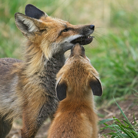 Fox Kits-0242