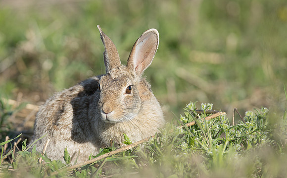Bunny-00207