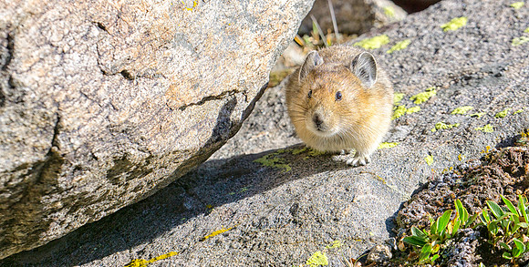 Pika-1013-1