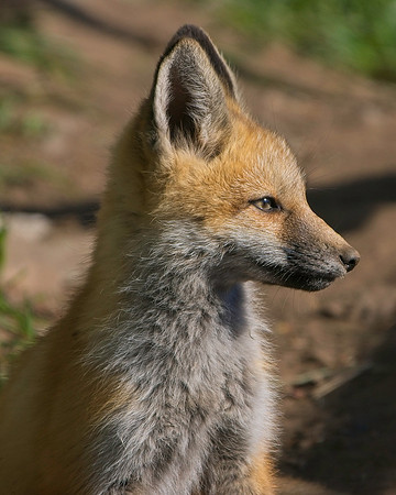 Fox Kits-7837