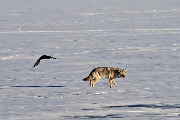 Coyote-8363.jpg