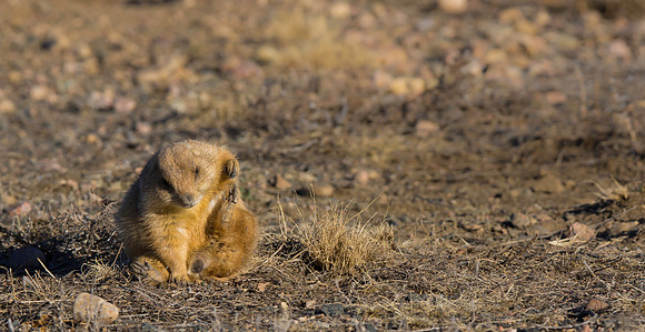 Prairie Dog-2994
