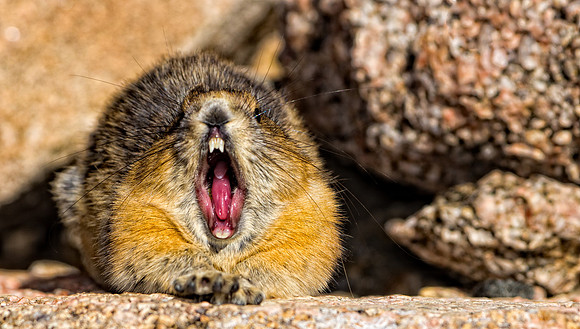 Pika Yawn-4620-2