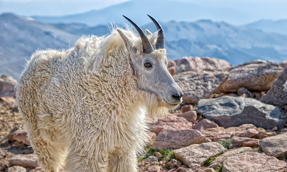 Mountain Goat-6216-