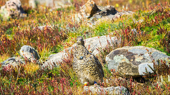 Ptarmigan-5276-1