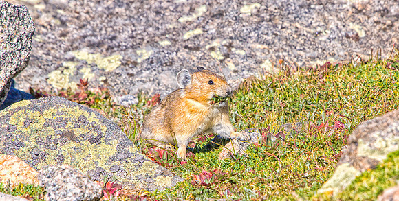 Pika-7559-