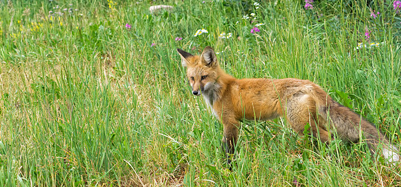 Red Fox-6850-1