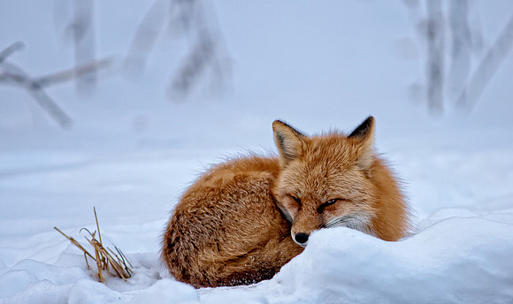 Fox-redo-7395-2