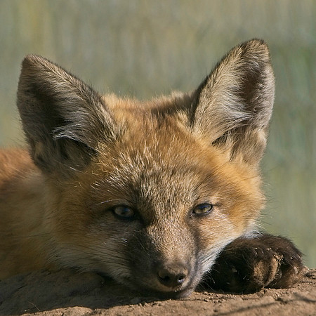 Fox Kits-7967