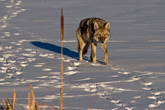 Coyote-8197.jpg