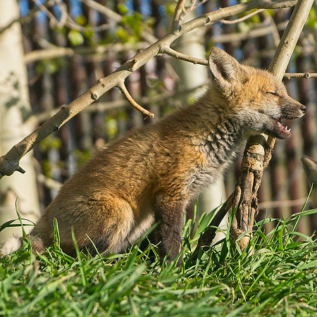 Fox Kit-7237