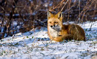 Red Fox in Snow