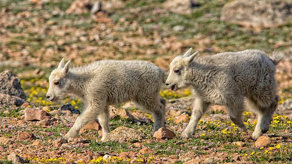 Mountain Goat Twins-1557-