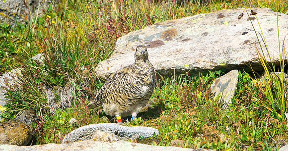 Ptarmigan-5418-1