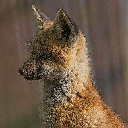 Fox Kits-8543