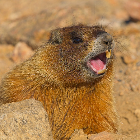 MT EVANS 7-23 (361)