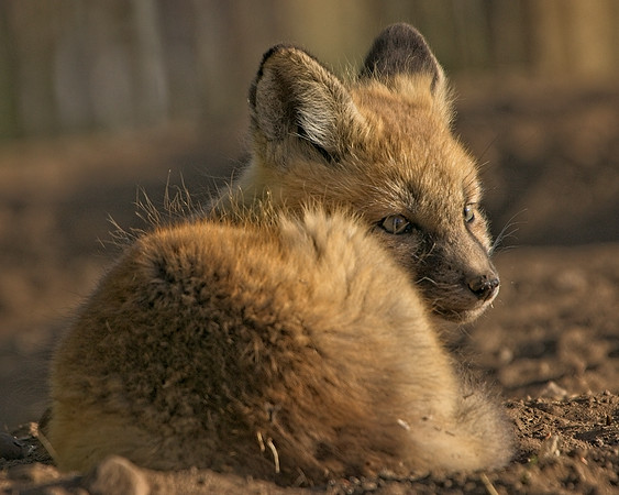 Fox Kits-8157_Export