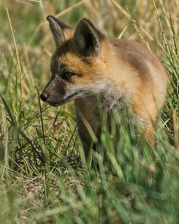 Fox Kit-7663
