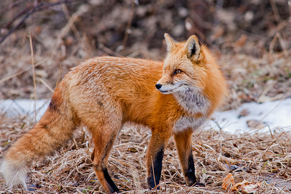 Red Fox-9993.jpg
