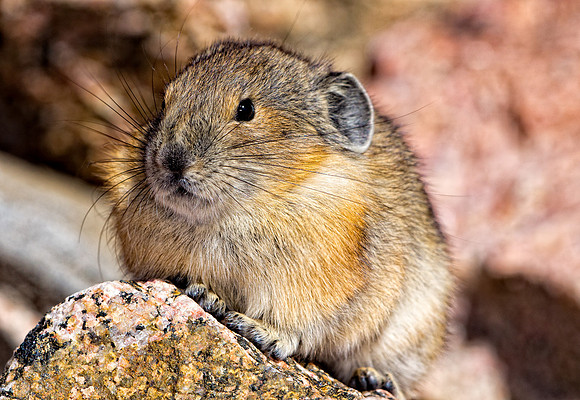 Pika-4562-2