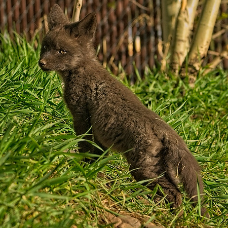 Fox Kit-7512_Export