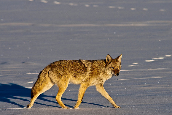 Coyote-8206.jpg