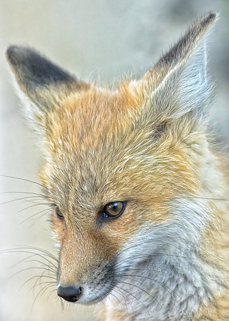 Fox Kit-Close-Up-2