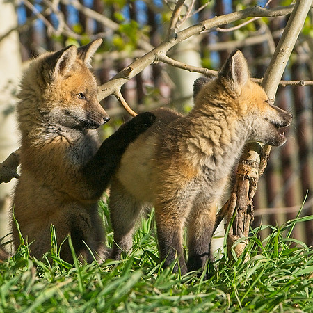 Fox Kit-7246
